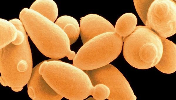 Sostanze aromatiche gradite (e non)