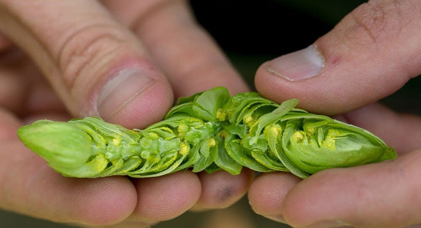 Le componenti amaricanti del luppolo