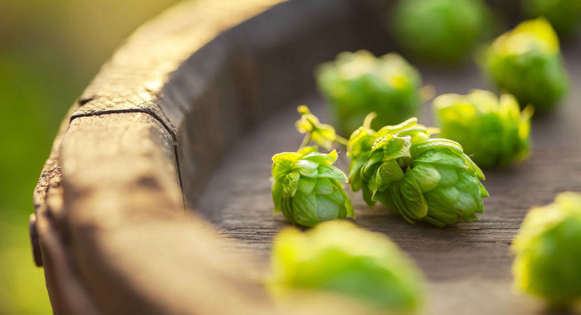 Le componenti aromatiche del luppolo