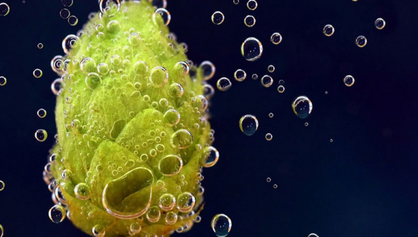 Stimare l'amarezza (parte 1)