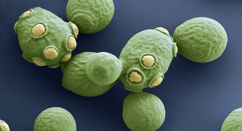 Metabolismo ed efficienza del lievito