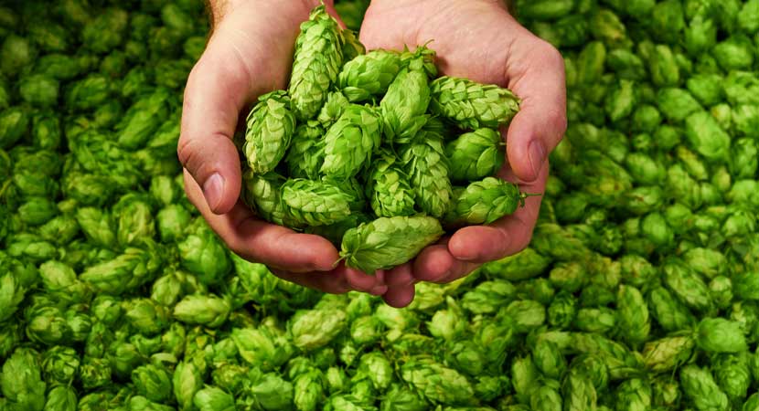 Caratteristiche del luppolo