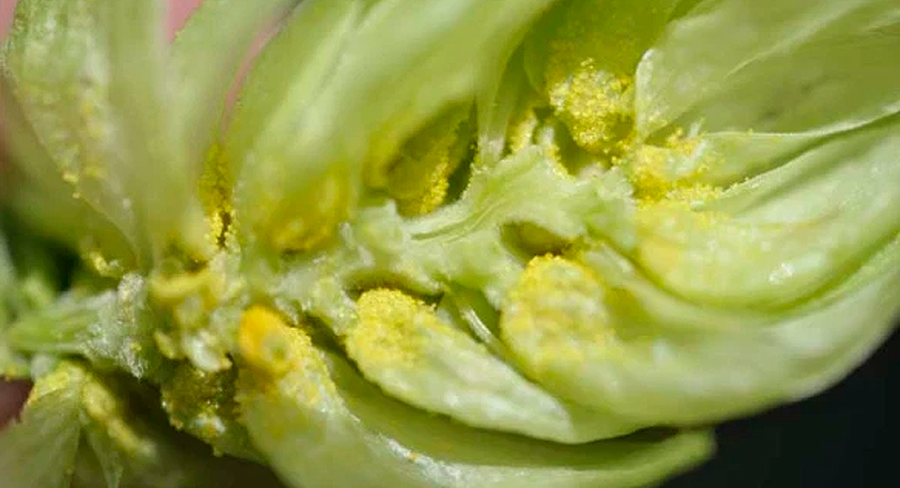 I composti del luppolo