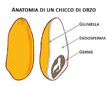 Anatomia di un chiccho di orzo maltato