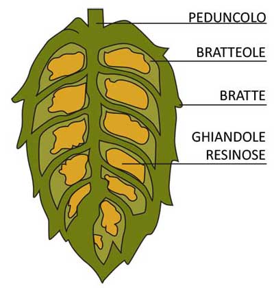 Anatomia di un fiore di luppolo
