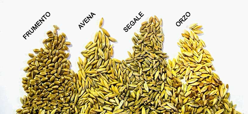 Varie tipologie di cereale per la produzione casalinga di birra