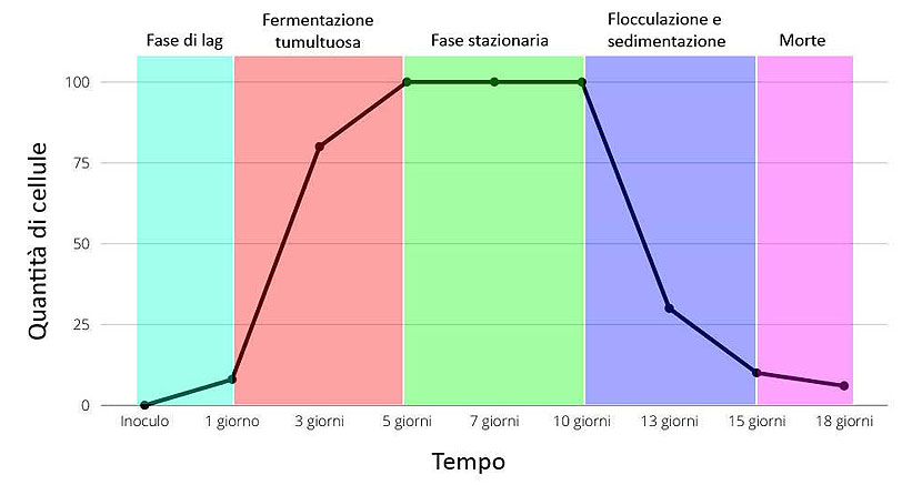 Crescita cellulare durante la fermentazione alcolica della birra