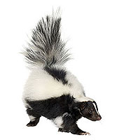 Effetti del colpo di luce sulla birra