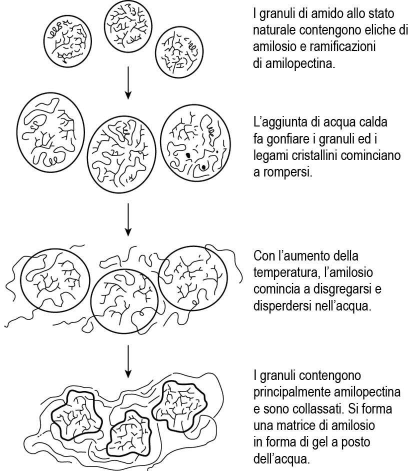 Processo di gelatinizzazione degli amidi