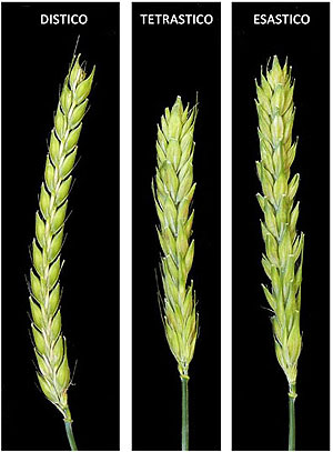 Tipologie di orzo per la produzione di birra